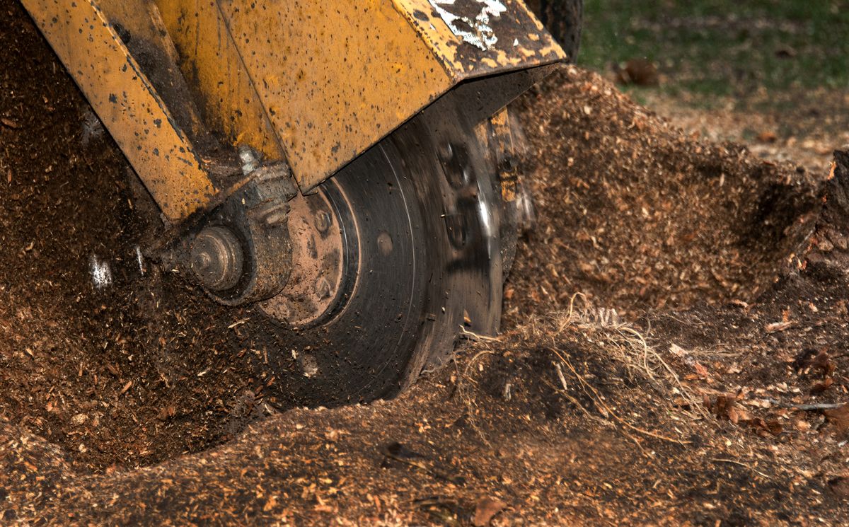 Stump Removal for Randall Gary’s Tree Service in Big Sandy, TX