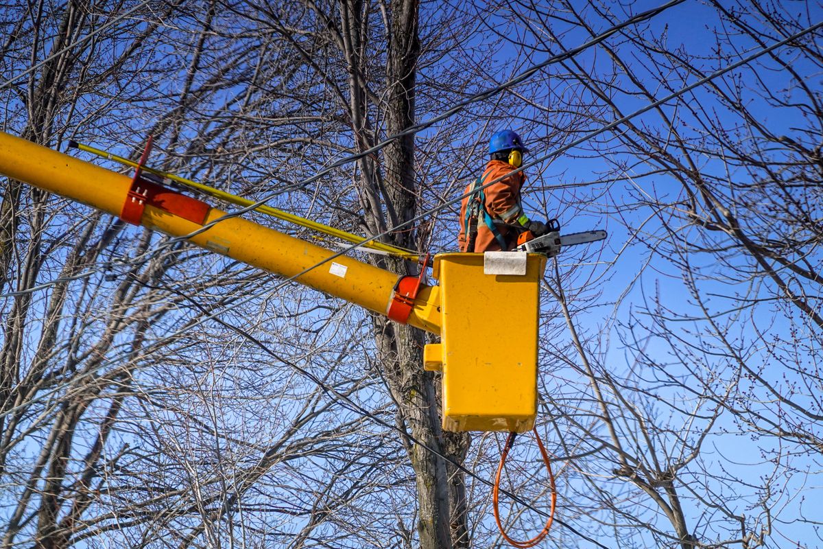 Tree Trimming for Hefty's Helpers in Saint Petersburg,  FL