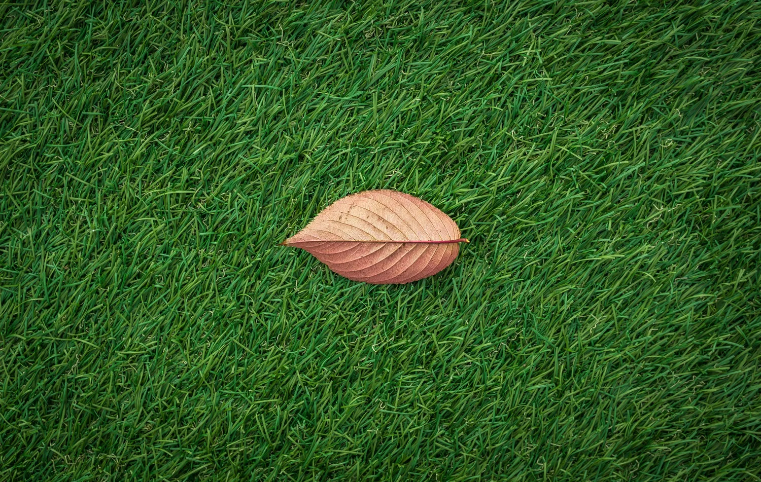 cover-photo
