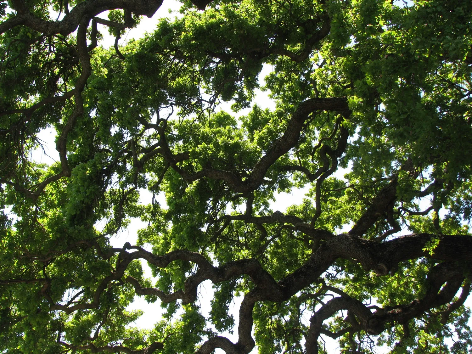 cover-photo