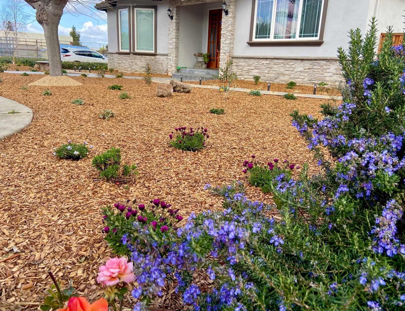 Front yard of a two-story stucco and stacked stone house with a wood-chip mulch bed of young shrubs and boulders, flowering purple rosemary and daisies in the foreground.