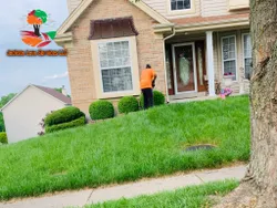 The Hedge Trimming service is a trusted, detail-oriented, and experienced service that will trim your shrubs to perfection. We take pride in our work and will make sure that your shrubs look their best. Contact us today to schedule a consultation! for Jackson Lawn Services LLC in Florissant , MO
