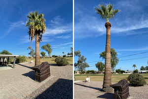 We offer a comprehensive tree removal service that includes safety evaluation, cutting and cleanup. Our experienced professionals will ensure the job is done safely and quickly. for Bobbys Palm and Tree Service LLC in Surprise, AZ