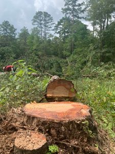 Our stump removal service safely and efficiently eliminates unwanted tree stumps, improving your landscape’s aesthetics and safety while preventing regrowth, so you can enjoy a clear and beautiful outdoor space. for DR Tree Service in Ozark, AL