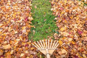 Our Yard Leaf Removal service ensures a clean, tidy yard by efficiently removing all fallen leaves, enhancing your lawn’s health and appearance while saving you time and effort this fall season. for Bayview Contractors in Stevensville, MD
