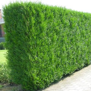 Our professional Shrub Trimming service ensures your plants are beautifully shaped and maintained, enhancing the overall appearance of your lawn while promoting healthier growth. for Kingdom Lawn Care  in Tullahoma, TN