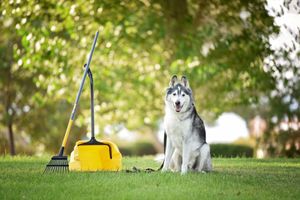 Our pooper scooper service ensures a clean, mess-free yard by efficiently removing pet waste, allowing you to enjoy a pristine landscape without the hassle. Perfect for busy homeowners seeking convenience and hygiene. for Green Horizon Lawncare in North Chesterfield, VA
