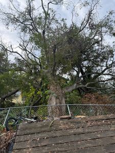 Our Hurricane Disaster Relief service quickly removes hazardous trees and debris, restoring safety to your property. Trust our expert team for efficient cleanup and protection after the storm's impact. for Elevation Tree Service in Holiday, FL