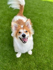 Our Pet Turf service offers homeowners a durable and low-maintenance artificial grass option specifically designed for pet areas, providing a safe and clean environment for their furry friends. for Texas Freedom Turf Co. in Dallas, TX