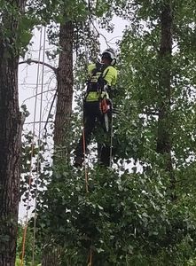 Our Residential Tree Services offer expert tree removal and maintenance to enhance your landscape's beauty and safety. Trust us for professional care that preserves the health of your trees year-round. for TH Property Service, LLC in Manlius, NY