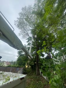 We provide professional tree removal services for any unwanted or hazardous trees. No job too big or too small. for Hennessey Tree & Landscape LLC in Oxford,  CT 