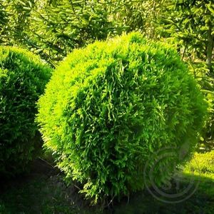 Our professional Shrub Trimming service ensures your plants are beautifully shaped and maintained, enhancing the overall appearance of your lawn while promoting healthier growth. for Kingdom Lawn Care  in Shelbyville, TN