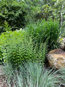 Enhance your garden’s beauty and biodiversity with our Native Planting service, expertly selecting trees that thrive naturally in your area, support local wildlife, and require reduced maintenance for sustainable landscaping. for Christina King Landscape Design in Raleigh, NC