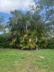 Enhance your home's beauty and safety with our professional tree trimming service. We expertly shape and maintain trees, promoting healthy growth while ensuring your landscape remains stunning and hazard-free year-round. for Adam's Tree and Stump Care in Sarasota, FL