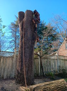 Our Tree Removal service offers safe and efficient removal of unwanted or hazardous trees, ensuring your property remains beautiful and secure while minimizing environmental impact with eco-friendly disposal methods. for The Webster Tree Service in Danville, VA