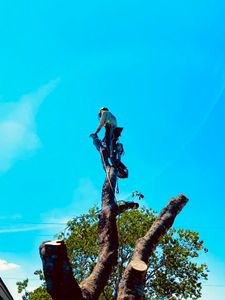 Our Tree Pruning service focuses on carefully trimming and shaping your trees to promote healthy growth, enhance aesthetics, and ensure safety for your property. for Braun Tree Service  in Floresville, Texas