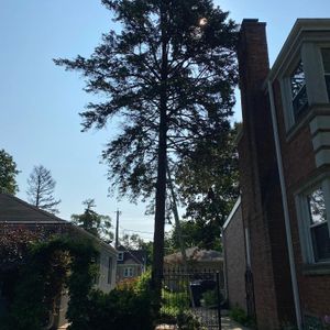 Our tree removal service is the perfect option for homeowners who need to remove a large tree from their property. We have the experience and equipment necessary to safely remove trees of any size, and we'll work diligently to ensure that your property is left clean and damage-free after the job is complete. for Moreno Landscaping in Mundelein, IL