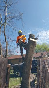 Our Tree Removal service offers professional and efficient removal of unwanted trees from your property, ensuring a safe and aesthetically pleasing environment for your home. for Guzman's Landscaping Services in Austin, TX