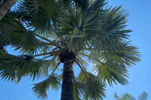Our Palm Trimming service will help maintain the health and beauty of your palm trees, providing regular trimming and removal of dead fronds to keep them looking their best. for A.C.'s Landscape and Lawn Maintenance in   Coral Springs, FL