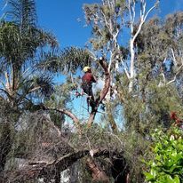 We are an Organic Tree Services company. We offer fruit tree trimming, pruning, tree spraying, and removal of dead or hazardous trees. for The Tree Fairy in Temecula, CA