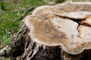 We provide professional tree removal services for homeowners who need to clear their property of unwanted trees. We have the experience and equipment necessary to safely remove trees of any size and in any location. for Castle JR Landscaping & Painting LLC in Cincinnati, OH