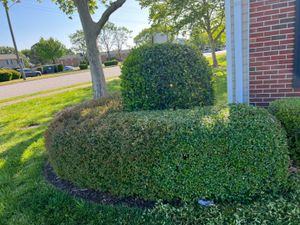 We offer a shrub trimming service to homeowners who want their shrubs trimmed in a specific way. We will clip them the way you want them clipped so that we look their best. for Eddie’s Lawn Care in Chesapeake, VA