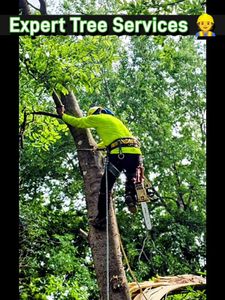 Our Tree Removal service offers professional and efficient removal of unwanted trees from your property, ensuring a safe and aesthetically pleasing environment for your home. for Guzman's Landscaping Services in Austin, TX