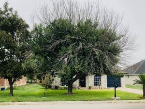 Our Tree Trimming and Removal service will keep your trees looking healthy and beautiful all year round. We have experienced professionals who will take care of everything for you so you can relax and enjoy your landscape. for Del Real Landscape Contractors LLC in Del Rio, TX