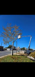Enhance your property's beauty and safety with our professional tree trimming services. We ensure healthy growth, hazard reduction, and improved aesthetics for a vibrant landscape that complements your home perfectly. for Rollins Tree Service in Eastland, TX