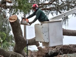 Our professional tree removal service ensures safety and efficiency, helping homeowners clear unwanted or hazardous trees while preserving the beauty of your landscape with minimal disruption to your property. for A-1 Arbor Tech in Groveland, FL