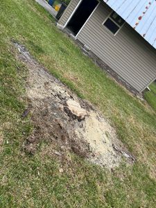 Our professional stump tree removal service ensures a clear, beautiful lawn by efficiently removing unwanted tree stumps, enhancing the aesthetic appeal and safety of your landscape. for Duck's Lawn & Tree Service in Winter Haven, FL