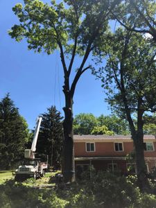 Our Tree Trimming and Thinning service helps homeowners maintain their trees' health, improve their aesthetics, and promote safety by removing excess branches and improving air circulation. for Pro Tree Trim & Removal, Llc in Dayton, OH