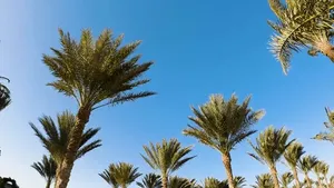 Enhance your outdoor space with our expert Palm Tree Install service, complemented by professional stone veneer installation to add elegance and natural beauty, transforming your garden into a serene tropical oasis. for Linhale Landscaping & Lawn Care in Florence, SC