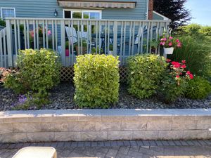 Our Shrub Trimming service is a great way to keep your shrubs looking their best. We will trim them to ensure we are healthy and look great. for Cuellar Lawn Care in Highland , NY 
