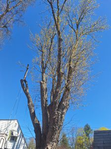Our Tree Trimming service enhances your property's aesthetic, ensures safety by removing hazardous branches, and promotes healthy growth. Trust our expert team for precise cuts and optimal tree health management. for Mitchell's Tree Service in North Brookfield, MA