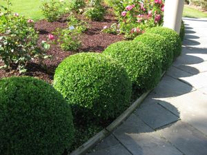 Our Shrub Trimming service ensures your shrubs are neatly shaped and maintained, enhancing the overall aesthetics of your property. for Billiter's Tree Service, LLC in Rootstown, Ohio