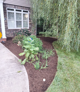 Our residential lawn care services ensure a lush, healthy lawn through expert mowing, fertilization, and weed control. Trust us to enhance your home's curb appeal with our professional maintenance solutions. for Olmedo Home Services in Davie County, NC