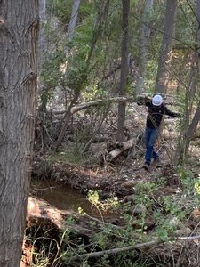 Our professional tree removal service ensures safety and efficiency, expertly handling hazardous, diseased, or unwanted trees to enhance your property's aesthetics and health. Trust us for reliable solutions tailored to your needs. for The Tree Fairy in Temecula, CA