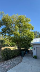 Our professional tree trimming service enhances your landscape's health and beauty by removing dead branches, promoting growth, and ensuring safety around your home. Trust us for precise and efficient care. for A-1 Arbor Tech in Groveland, FL