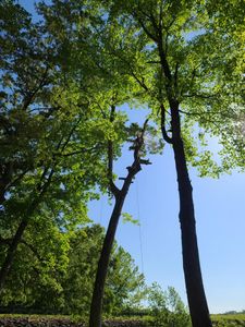 Our professional Tree Removal service provides homeowners with safe and efficient removal of unwanted or hazardous trees, ensuring the safety and aesthetics of your property. for Smitty's Tree Service in Danville, VA