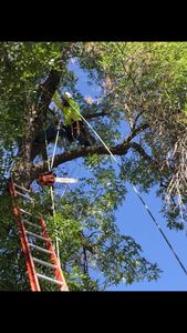 Enhance your home's safety and beauty with our expert tree trimming service. We ensure healthy growth, prevent hazards, and improve curb appeal through precise pruning tailored to each tree's unique needs. for Loya's Tree Trimming and Removal in Glendale, AZ