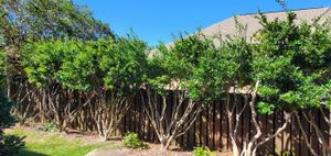 Our Shrub Trimming service is tailored to your specific needs and licensed and knowledgeable professionals will take care of the trimming for you. We know how to trim shrubs in a way that will make them look their best and will help them thrive. for HudCo Landscaping and Irrigation in Tuscaloosa, AL