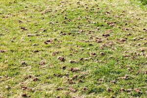 Our aeration services enhance your lawn's health by promoting better air, water, and nutrient absorption. This process alleviates soil compaction, resulting in a greener and more resilient yard. for Lancer Landscaping in Longmeadow, MA