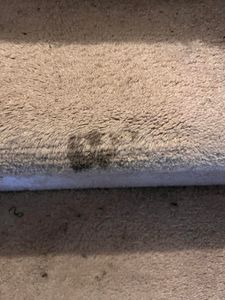 The Bleach Spot Removal service is tailored to meet the specific needs of each customer. Our knowledgeable staff will work with you to remove any unsightly blemishes and bleach spots. We use the latest and most effective bleach removal techniques to get the job done quickly and efficiently.  for Ricas Color Carpet Dyeing Services in New Britain, CT