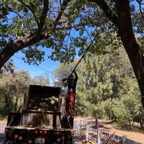 Our Fruit Tree Pruning service is designed to keep your trees healthy and looking great. We'll remove any dead or damaged branches, and prune the tree to promote healthy growth. for The Tree Fairy in Ramona, CA