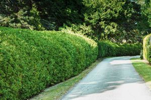 Our professional Bush Trimming service ensures neat and well-maintained bushes on your property, enhancing the overall aesthetic appeal of your lawn and providing a visually pleasing environment. for Renfroe Lawncare in Savannah, TN
