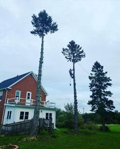 Our Tree Trimming service helps homeowners maintain the health and appearance of their trees by professionally trimming and pruning branches to ensure safety, beauty, and longevity. for Bear Creek Tree Service LLC in Rudyard, MI