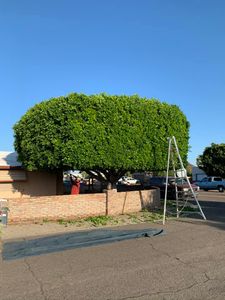 Our Shrub Trimming service helps homeowners maintain healthy and aesthetically pleasing shrubs, ensuring we remain well-groomed and enhance the overall beauty of your landscape. for Oliver L. Palm & Tree services in Yuma, AZ