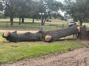 Our professional tree removal service ensures safe, efficient removal of unwanted or hazardous trees from your property, enhancing safety and aesthetics while maintaining the health and integrity of your landscape. for Superior Lawn and Tree LLC in Clifton, TX