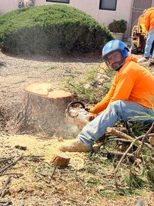 Stumps can be incredibly frustrating to deal with on a property. Let us bring our stump grinder over and take care of any size stump within a single afternoon. for By Faith Landscaping in Sierra Vista, AZ